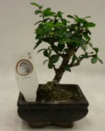 Kk minyatr bonsai japon aac Ankara Temelli cicekciler , cicek siparisi 