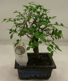 Minyatr ithal japon aac bonsai bitkisi Ankara Temelli 14 ubat sevgililer gn iek 