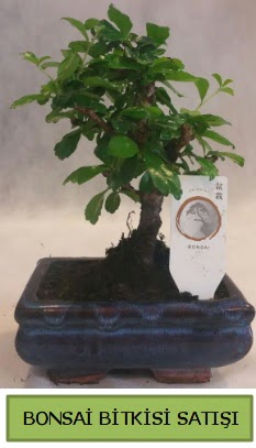 Bonsai ithal grsel minyatr japon aac Temelli Ankara hediye sevgilime hediye iek 