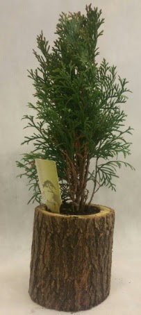 SINIRLI STOK Selvi Bonsai Doal ktkte Temelli iek siparii vermek 