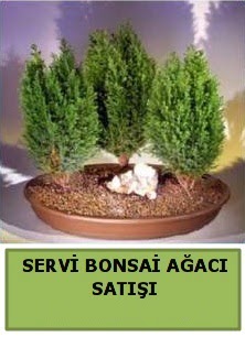 BONSA 3 L SERV BONSA AACI Temelli Ankara iek gnder uluslararas iek gnderme 