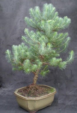 Bonsai am aac japon aac bitkisi Ankara Temelli online iek gnderme sipari 