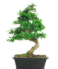 Bonsai bitkisi sat Temelli Ankara iek gnder uluslararas iek gnderme 