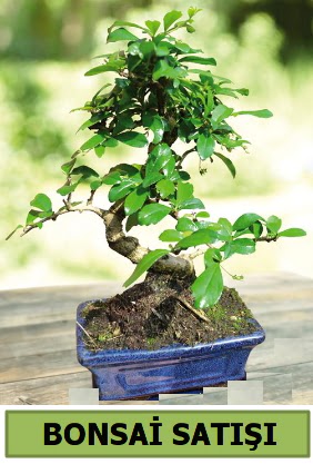 am bonsai japon aac sat Ankara Temelli 14 ubat sevgililer gn iek 