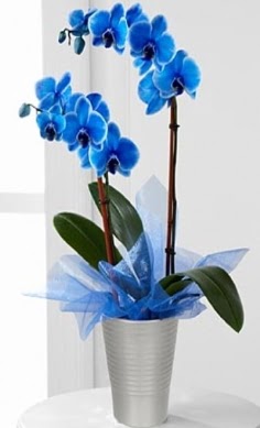 Seramik vazo ierisinde 2 dall mavi orkide Temelli anneler gn iek yolla 