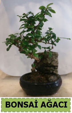 Bonsai aac japon aac sat Temelli iek online iek siparii 