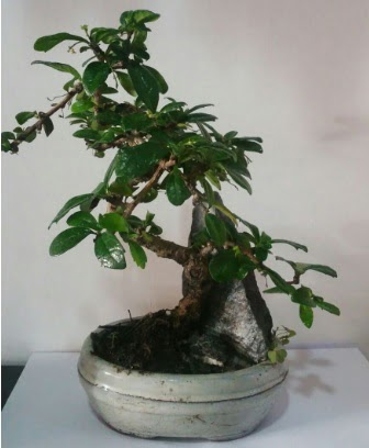 S eklinde ithal bonsai aac Temelli cicek , cicekci 