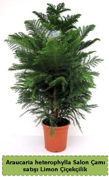 Salon am Sat Araucaria heterophylla Ankara Temelli 14 ubat sevgililer gn iek 