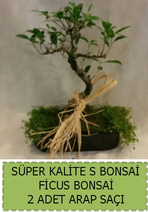 Ficus S Bonsai ve arap sa Temelli Ankara iek gnder uluslararas iek gnderme 