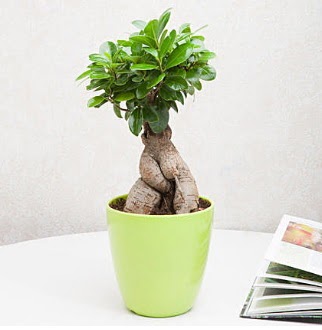 Ficus Ginseng Bonsai Temelli ankara iek siparii iek gnderme 