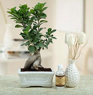 Ginseng ficus bonsai Temelli ankara iekleri gvenli kaliteli hzl iek 