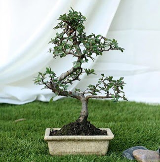 Fashionable Ulmus S Shape Bonsai thal Temelli ankara internetten iek sat 