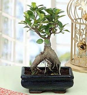 Appealing Ficus Ginseng Bonsai ankara iek yolla Temelli ieki telefonlar 