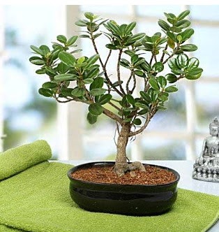 Lovely Ficus Iceland Bonsai ankara iek yolla Temelli ieki telefonlar 