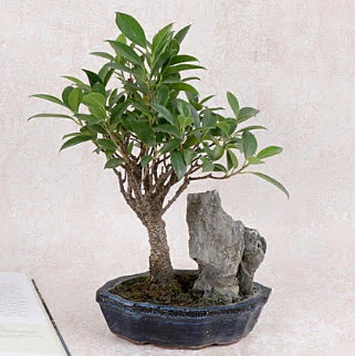 Japon aac Evergreen Ficus Bonsai Ankara Temelli online iek gnderme sipari 