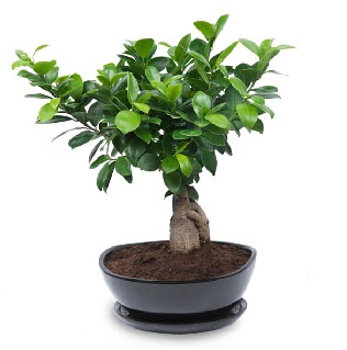 Ginseng bonsai aac zel ithal rn Ankara Temelli kaliteli taze ve ucuz iekler 