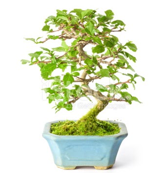 S zerkova bonsai ksa sreliine Temelli iek siparii vermek 