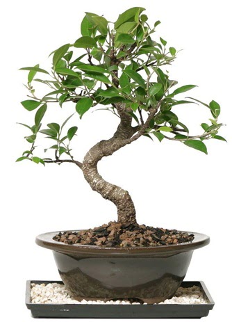 Altn kalite Ficus S bonsai Temelli Ankara iek gnder uluslararas iek gnderme  Sper Kalite