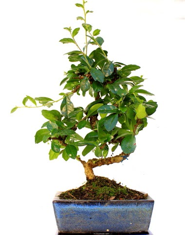 S gvdeli carmina bonsai aac Temelli cicek , cicekci  Minyatr aa