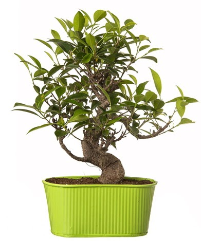 Ficus S gvdeli muhteem bonsai Temelli ankara iek maazas , ieki adresleri 