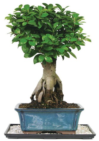 Bonsai Ginsing Grafted Ficus Bonsai Temelli cicek , cicekci 