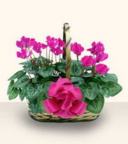 Temelli ankara nternetten iek siparii  Double Cyclamen sepette