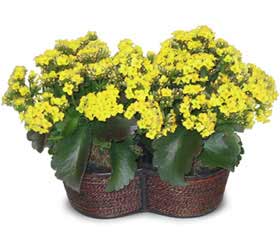 Temelli iek gnderme sitemiz gvenlidir  Double Kalanchoe sepette