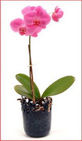 Ankara Temelli hediye iek yolla  Phalaenopsis Orchid Plant