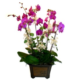 Temelli ankara nternetten iek siparii  4 adet orkide iegi