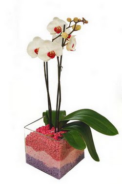 Ankara Temelli iek yolla  tek dal cam yada mika vazo ierisinde orkide