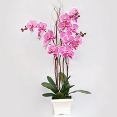 Temelli iek gnderme sitemiz gvenlidir  2 adet orkide - 2 dal orkide