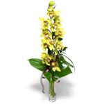Temelli iek siparii vermek  cam vazo ierisinde tek dal canli orkide