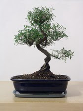 ithal bonsai saksi iegi Ankara Temelli iek sat online ieki , iek siparii 