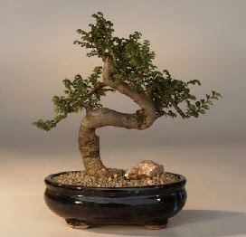 ithal bonsai saksi iegi Temelli ankara iek siparii iek gnderme 