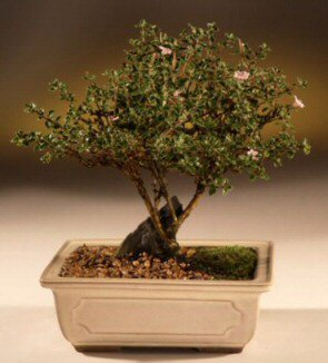 ithal bonsai saksi iegi Ankara Temelli hediye iek yolla 