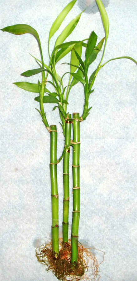 Lucky Bamboo 3 adet vazo hediye edilir  Temelli ankara nternetten iek siparii 