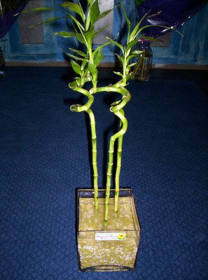 Lucky Bamboo 3 adet saksi iegi Temelli iek gnderme sitemiz gvenlidir 