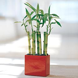 Lucky Bamboo sans melegi iegi Temelli ankara internetten iek sat 