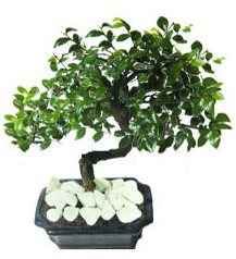 9 yasinda Bonsai agaci Temelli ankara internetten iek sat 