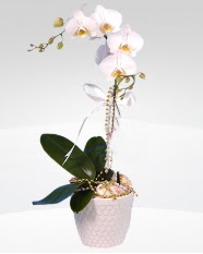 1 dall orkide saks iei Ankara Temelli iekiler 