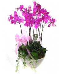 9 dal orkide saks iei Ankara Temelli iek siparii sitesi 