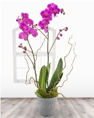 2 dall mor orkide saks iei Temelli Ankara hediye sevgilime hediye iek 