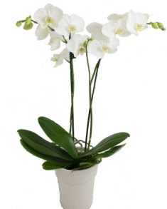 2 dall beyaz orkide Ankara Temelli iek yolla 