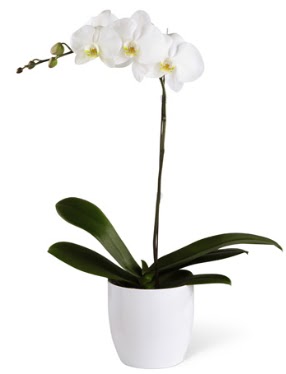 1 dall beyaz orkide Temelli ankara iek siparii iek gnderme 