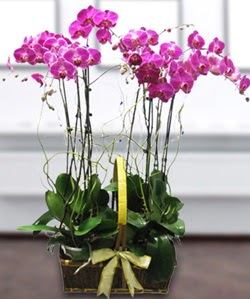 4 dall mor orkide Ankara Temelli iek siparii sitesi 