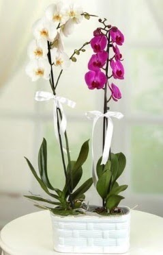 1 mor 1 dal beyaz thal orkide sepet ierisinde Ankara Temelli hediye iek yolla 