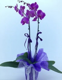 2 dall mor orkide Temelli ieki maazas 