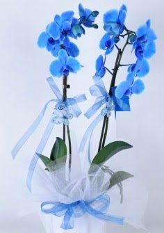 2 dall mavi orkide Ankara Temelli kaliteli taze ve ucuz iekler 