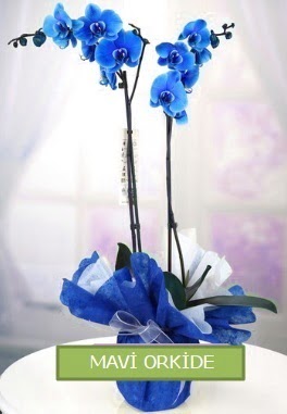 2 dall mavi orkide Temelli ankara iekleri gvenli kaliteli hzl iek 