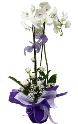 2 dall beyaz orkide 5 adet beyaz gl ieki Temelli iek servisi , ieki adresleri 